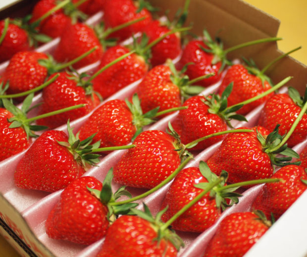 000041_ichigodaifuku