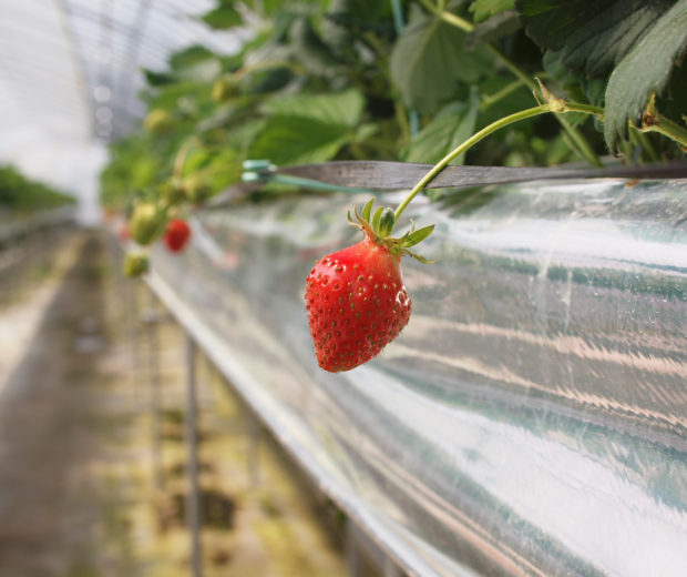 000041_ichigodaifuku